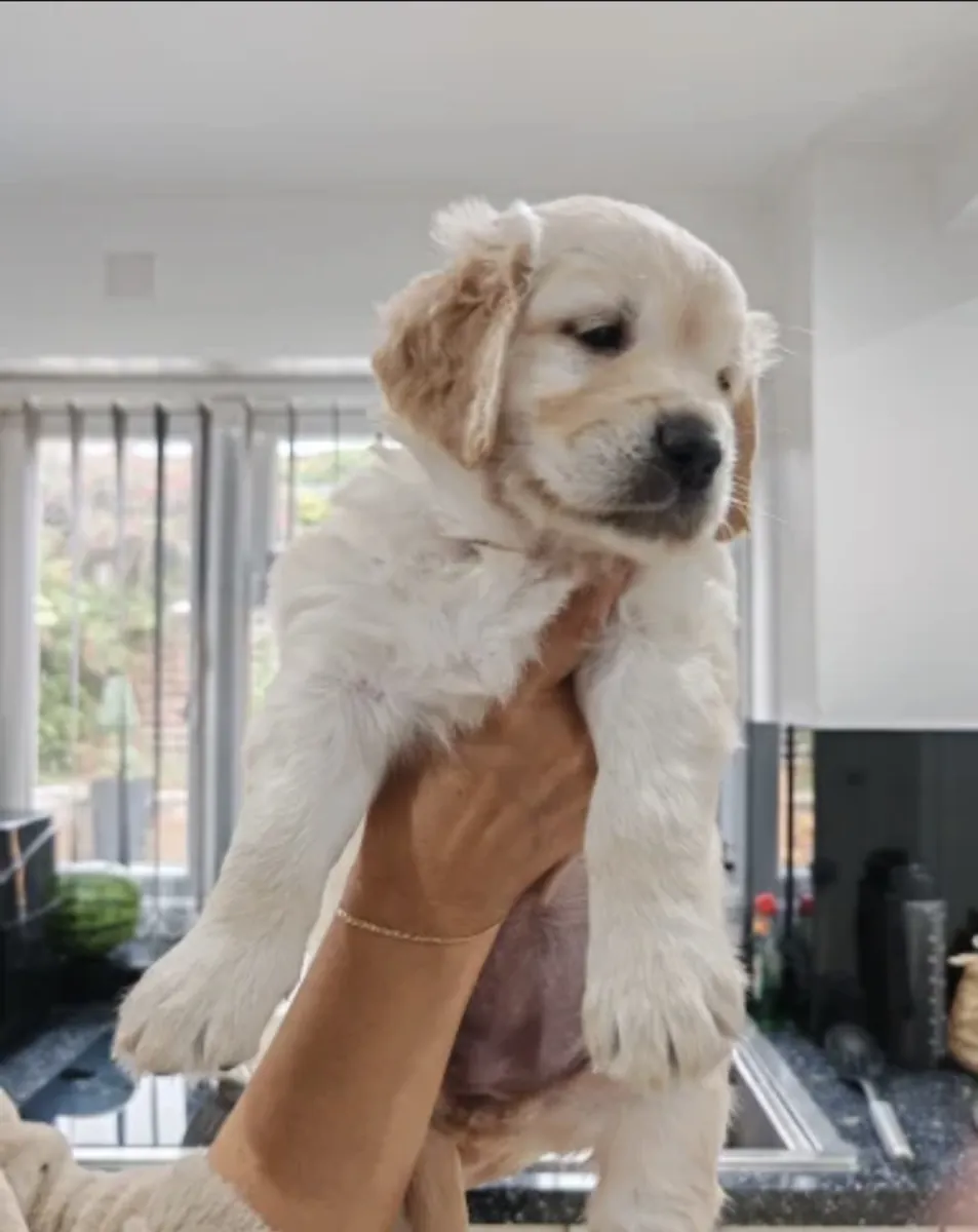 Mark Flanagan & Valerie Rochard  Golden Retriever Age 9 weeks old 