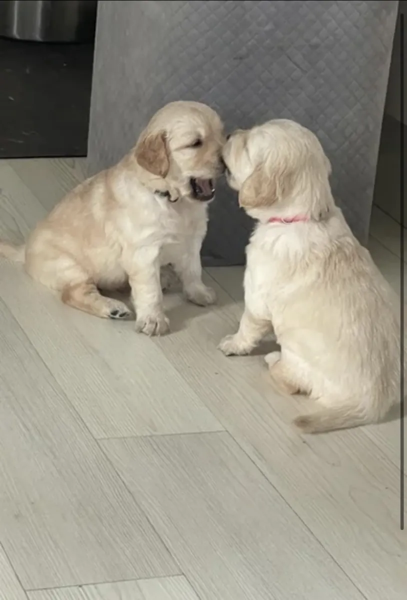 Mark Flanagan & Valerie Rochard  Golden Retriever Age 9 weeks old 