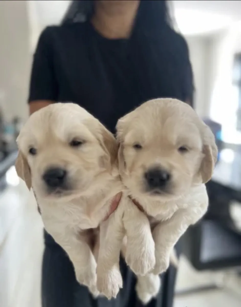 Mark Flanagan & Valerie Rochard  Golden Retriever Age 9 weeks old 