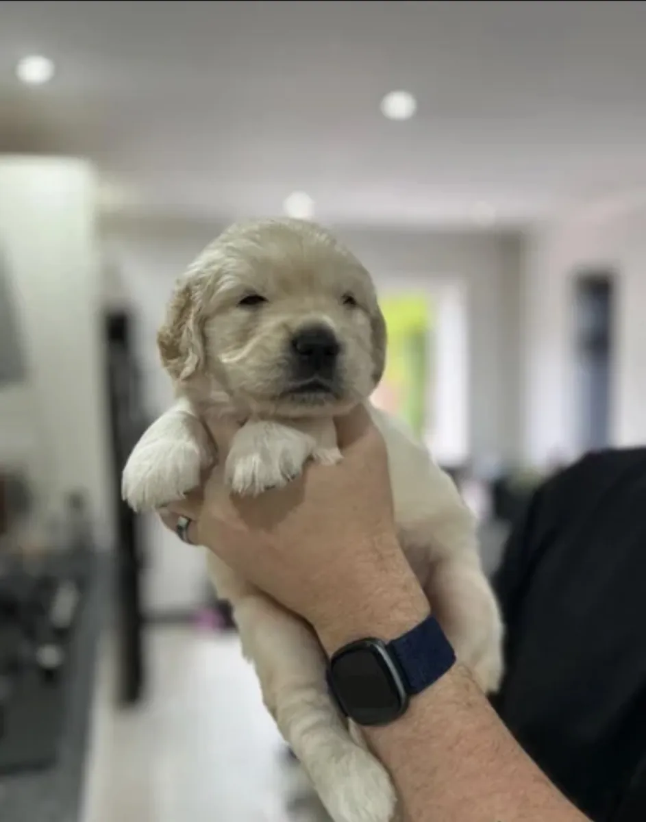 Mark Flanagan & Valerie Rochard  Golden Retriever Age 9 weeks old 