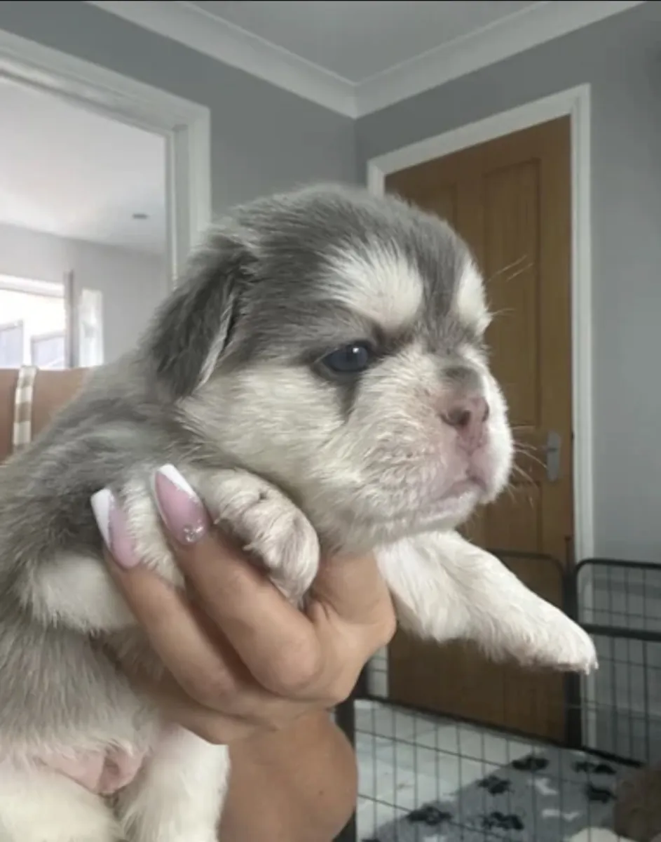🐾 FRENCH BULLDOG PUPPIES — READY FOR THEIR FOREVER HOMES 