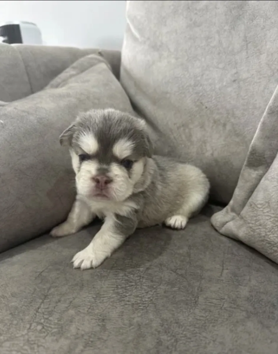 🐾 FRENCH BULLDOG PUPPIES — READY FOR THEIR FOREVER HOMES 
