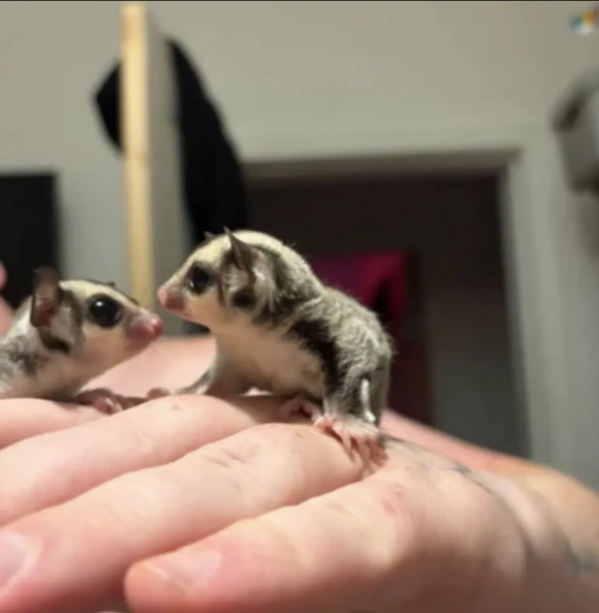Male and female sugar gliders 5 weeks old 