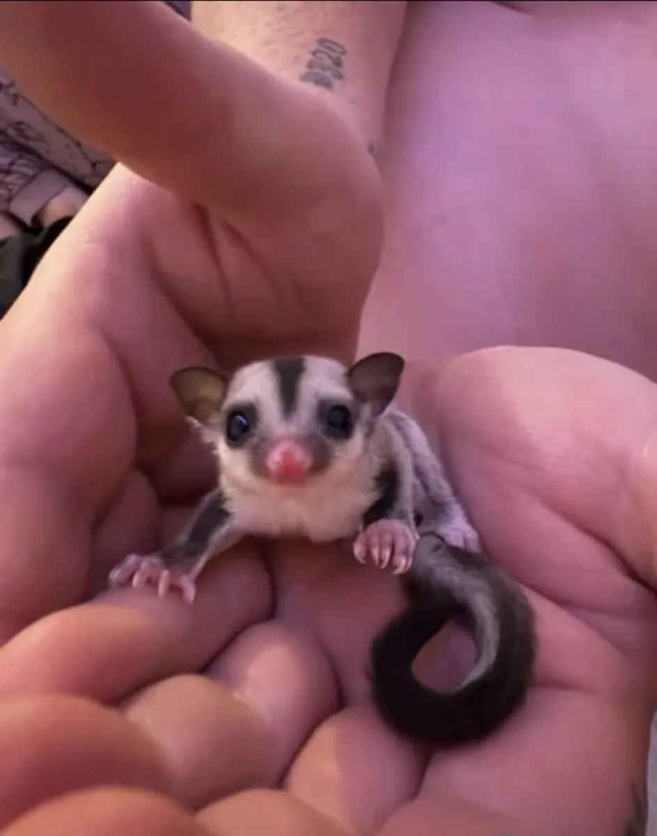Male and female sugar gliders 5 weeks old 
