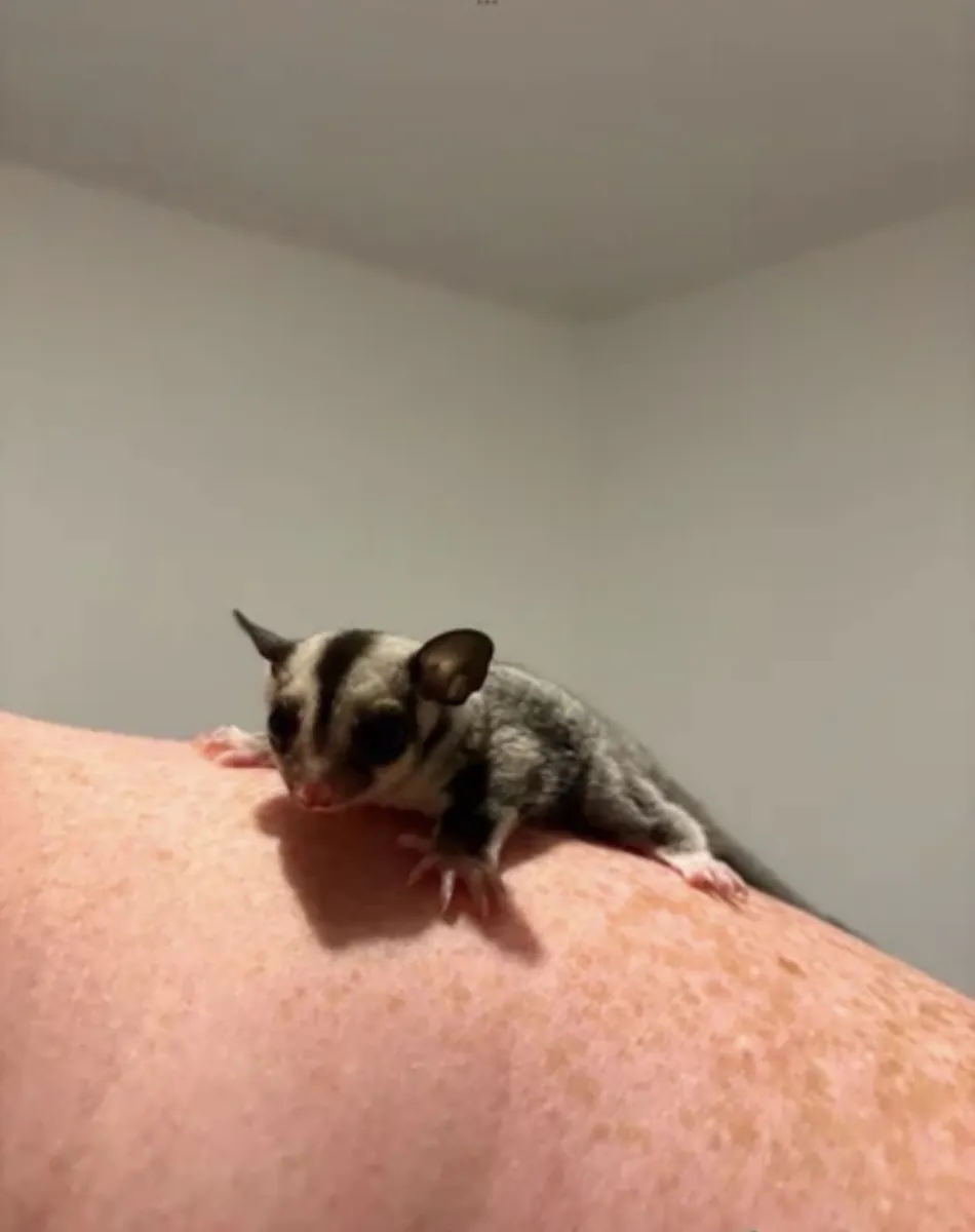 Male and female sugar gliders 5 weeks old 