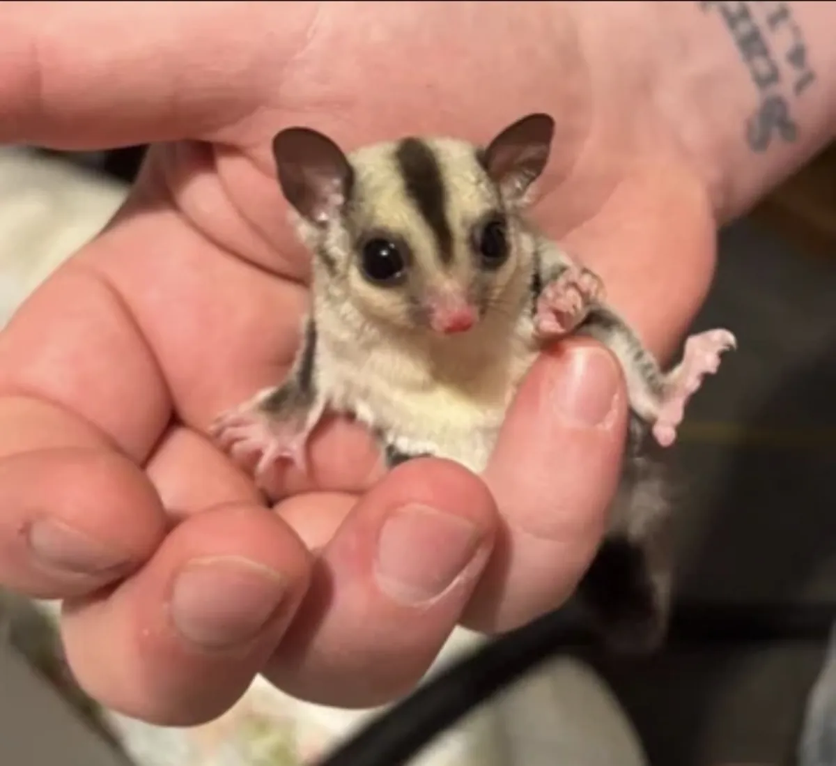 Male and female sugar gliders 5 weeks old 