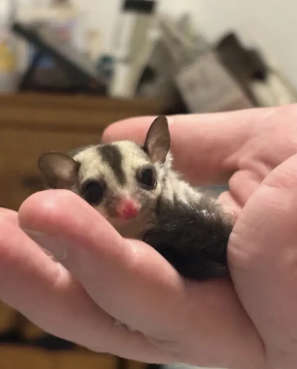 Male and female sugar gliders 5 weeks old 