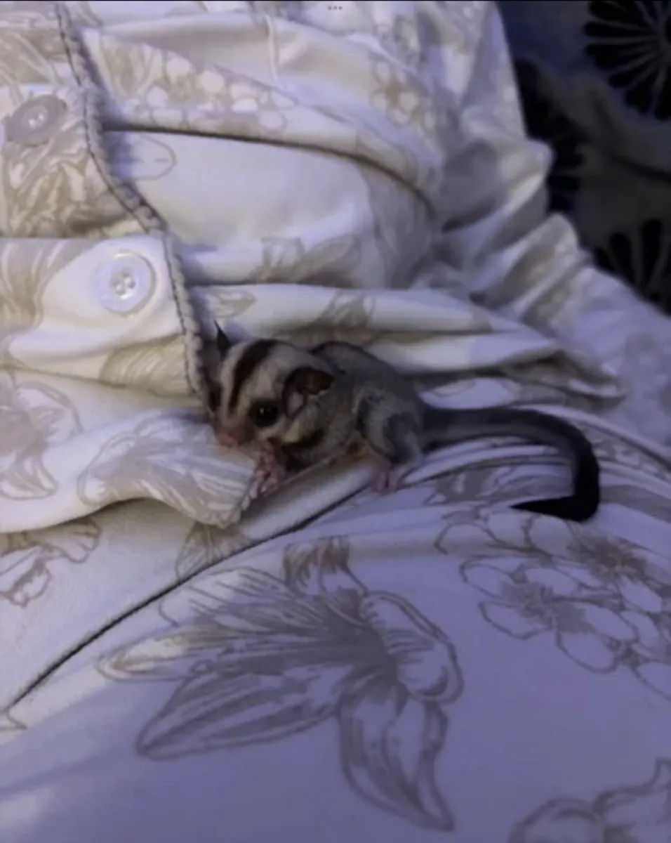 Male and female sugar gliders 5 weeks old 