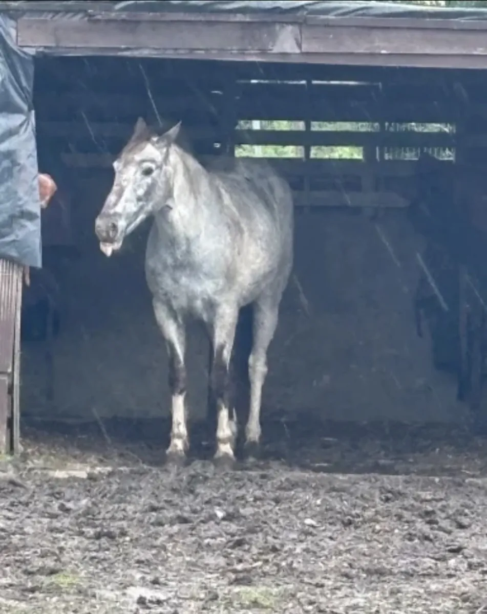 Альфи – 14.1hh Аппалуза X Квартирная Лошадь Кобылка – Ищем Любящий Дом ❤️