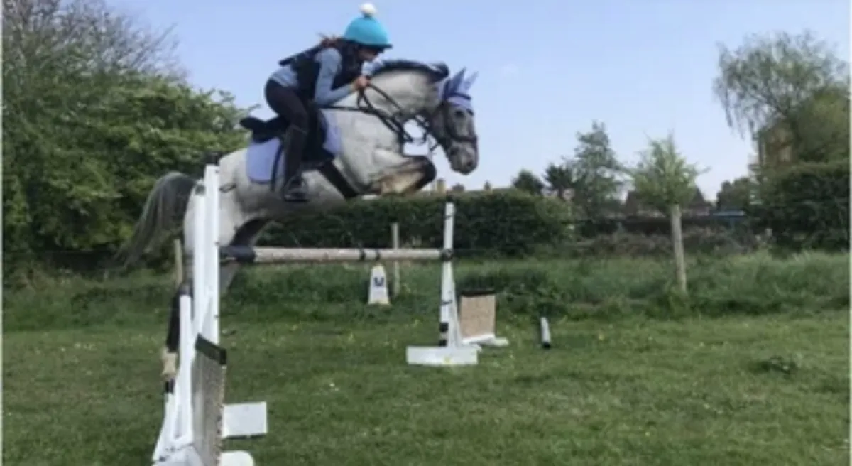 Альфи – 14.1hh Аппалуза X Квартирная Лошадь Кобылка – Ищем Любящий Дом ❤️