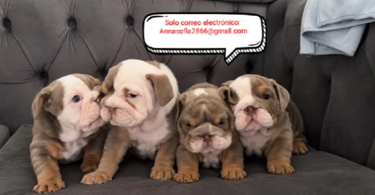 6 haftalık İngiliz bulldog yavruları evlat edinme için