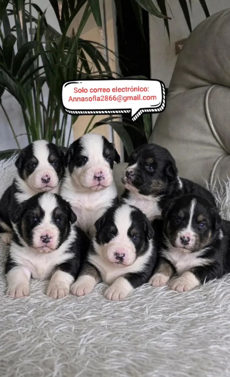 Cachorros de pastor australiano de 4 semanas para adopción