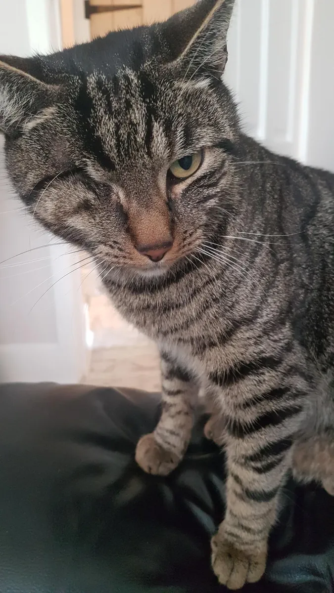 Nous avons recueilli un chat tigré dans la rue, mais nous ne pouvons pas nous en occuper.