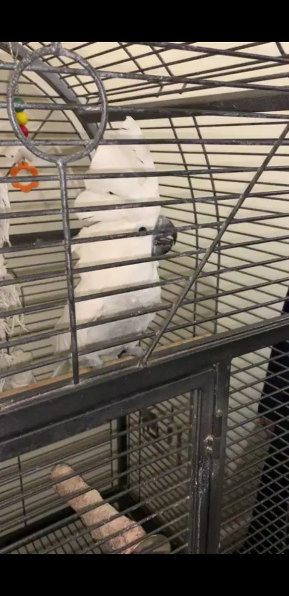Hermosas cacatúas blancas (Cacatua alba) criadas en casa disponibles para adopción