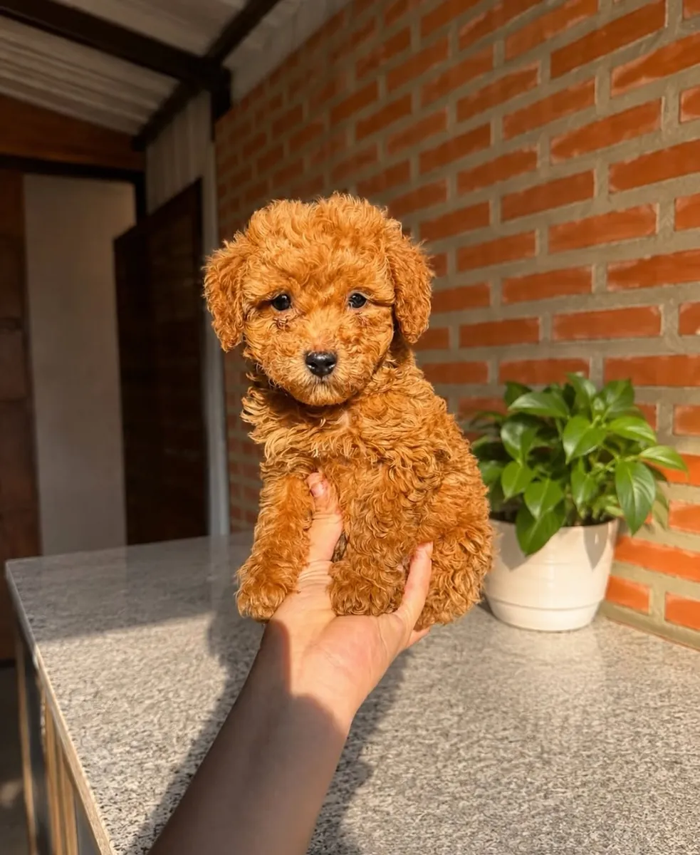 Bugün bir Poodle sahiplenin!