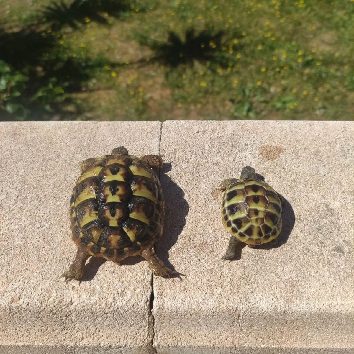 Tortoises for sale at a good price
