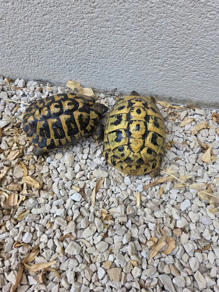 young couple of tortoises for sale