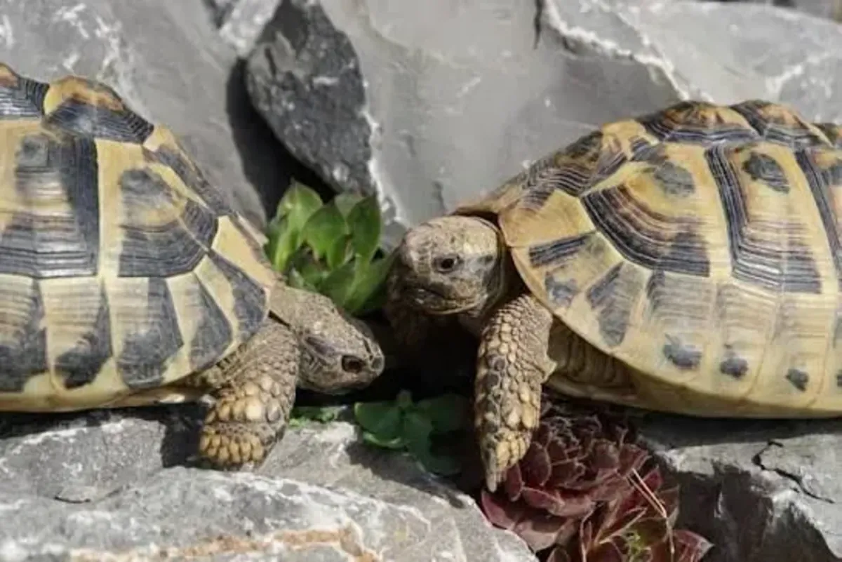 hermann turtles for sale