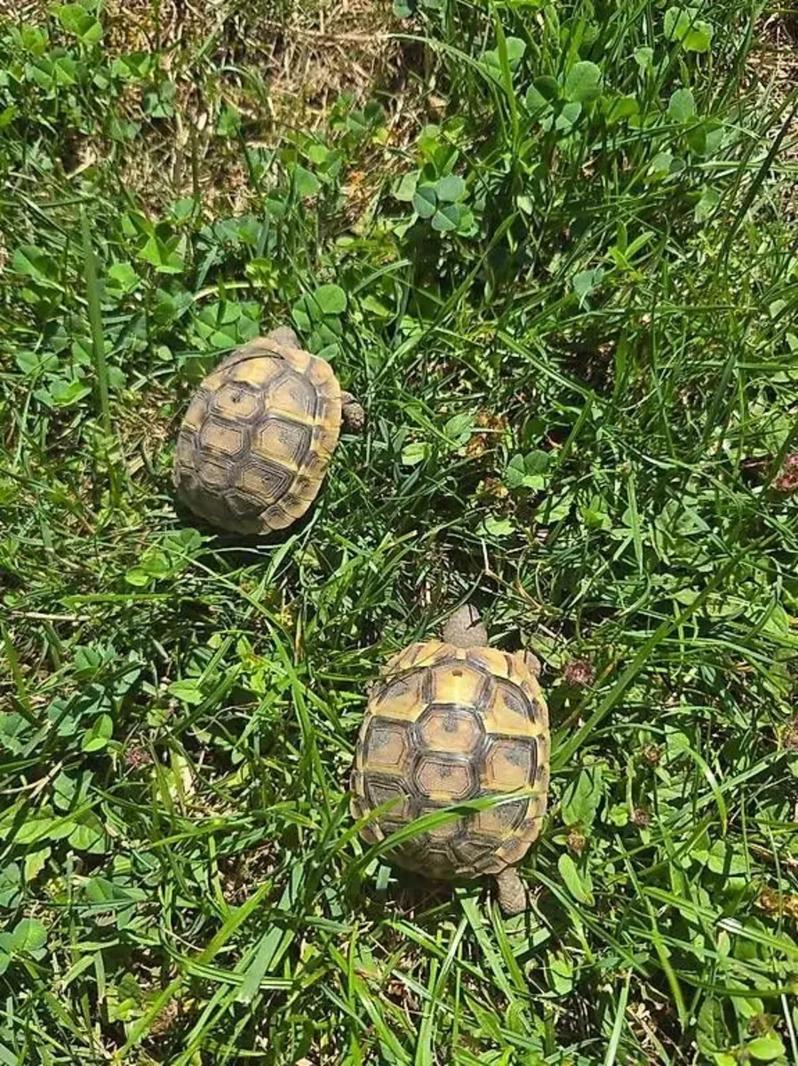 pretty baby testudo hermanni