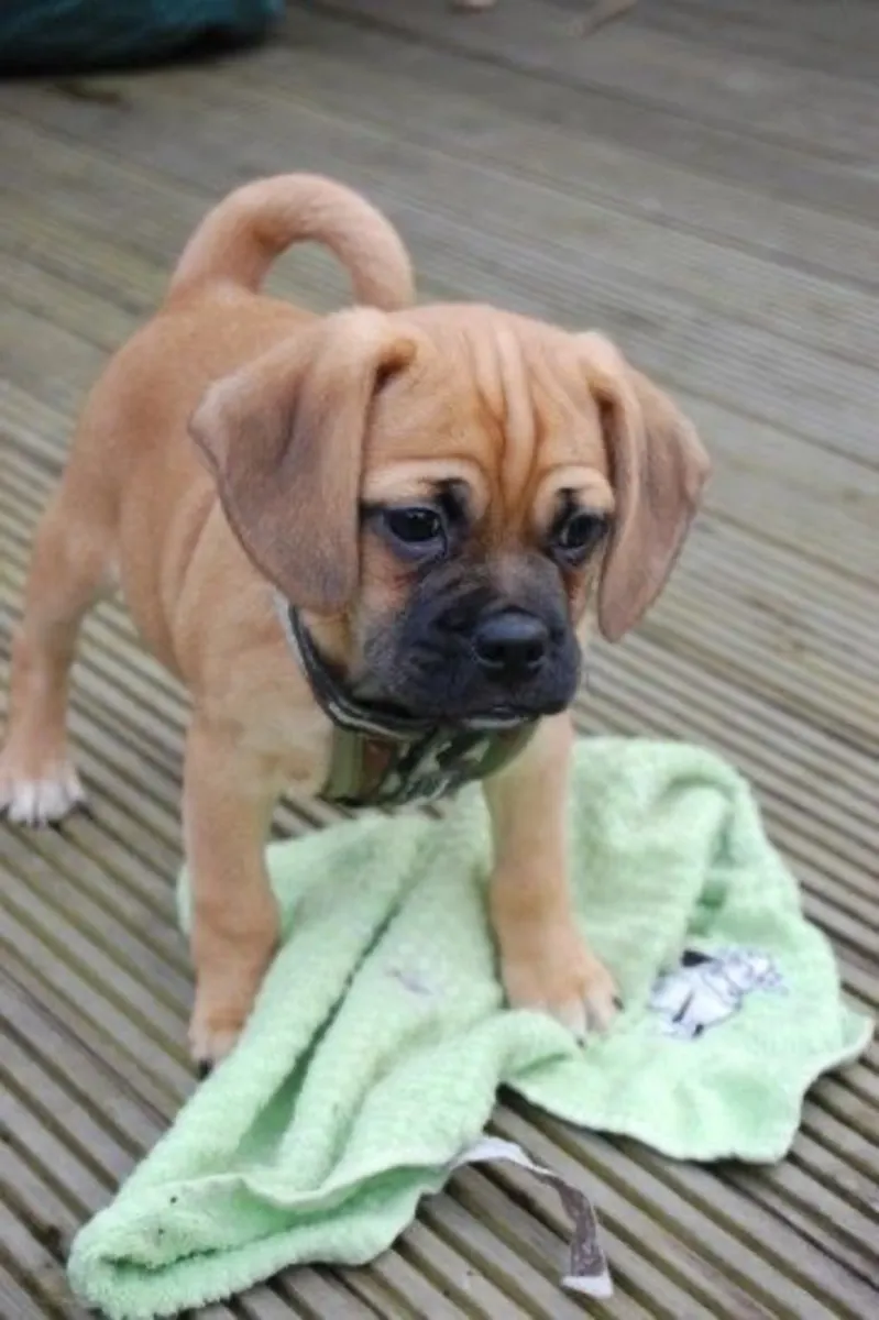 Puggle Pups 