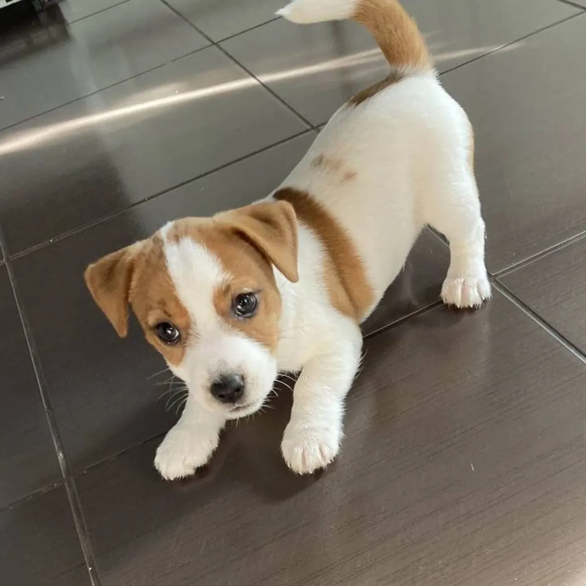 Purebred minature pedigree jack Russell puppies