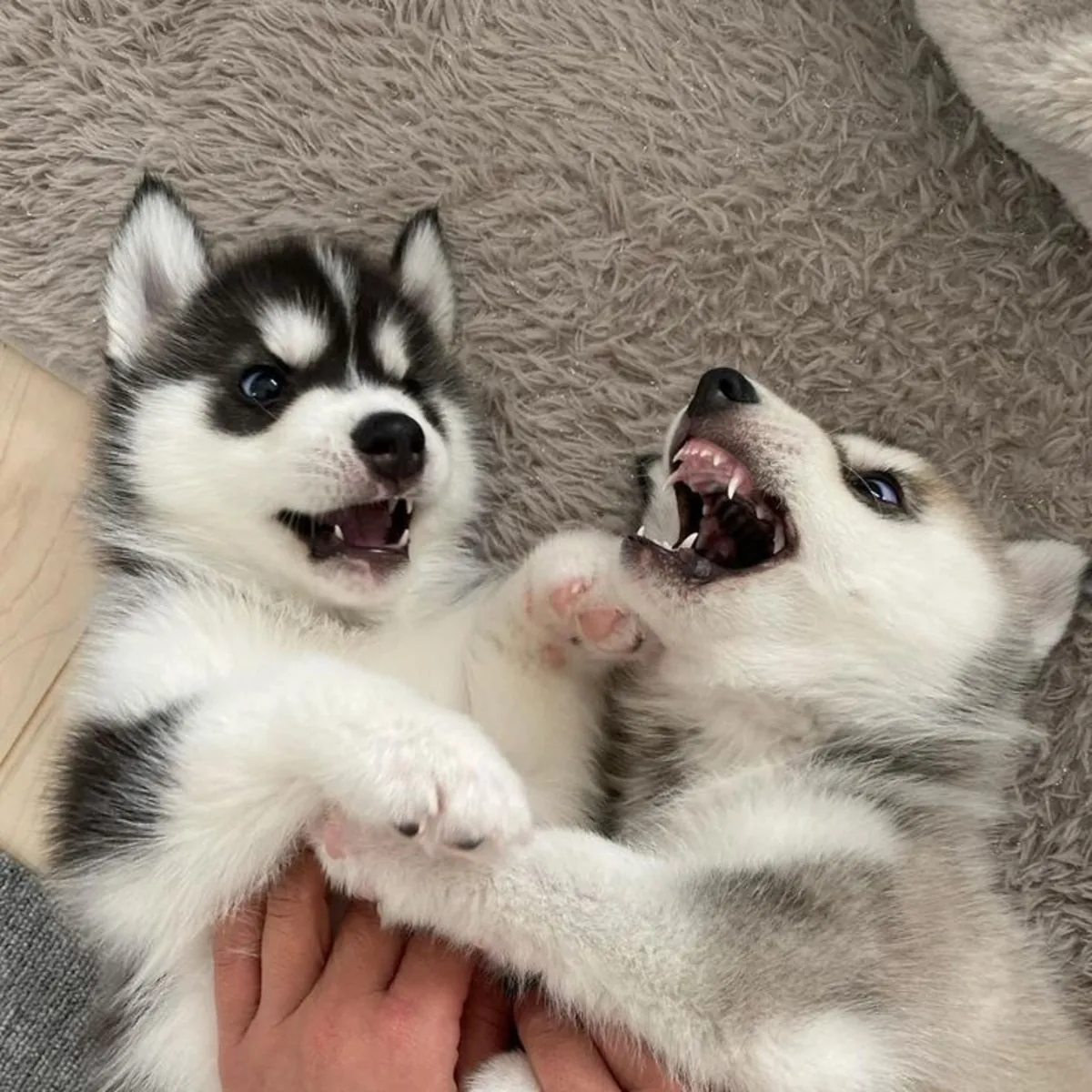 10 weeks old siberian husky puppies 