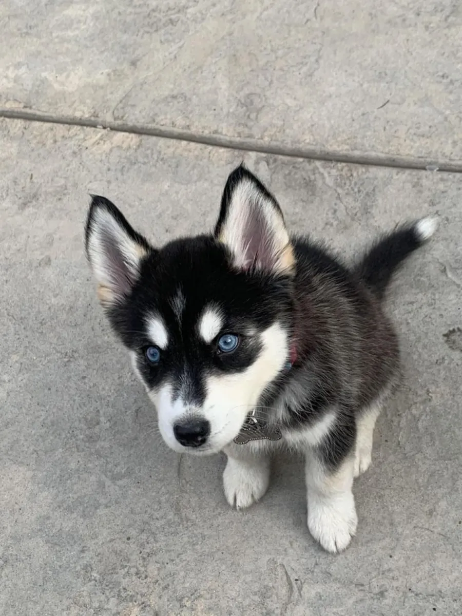 10 weeks old siberian husky puppies 
