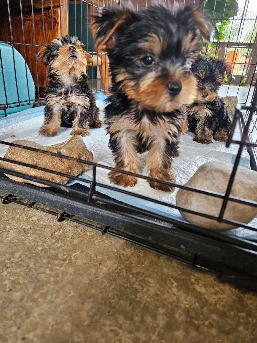 Yorkies puppies 10 weeks old