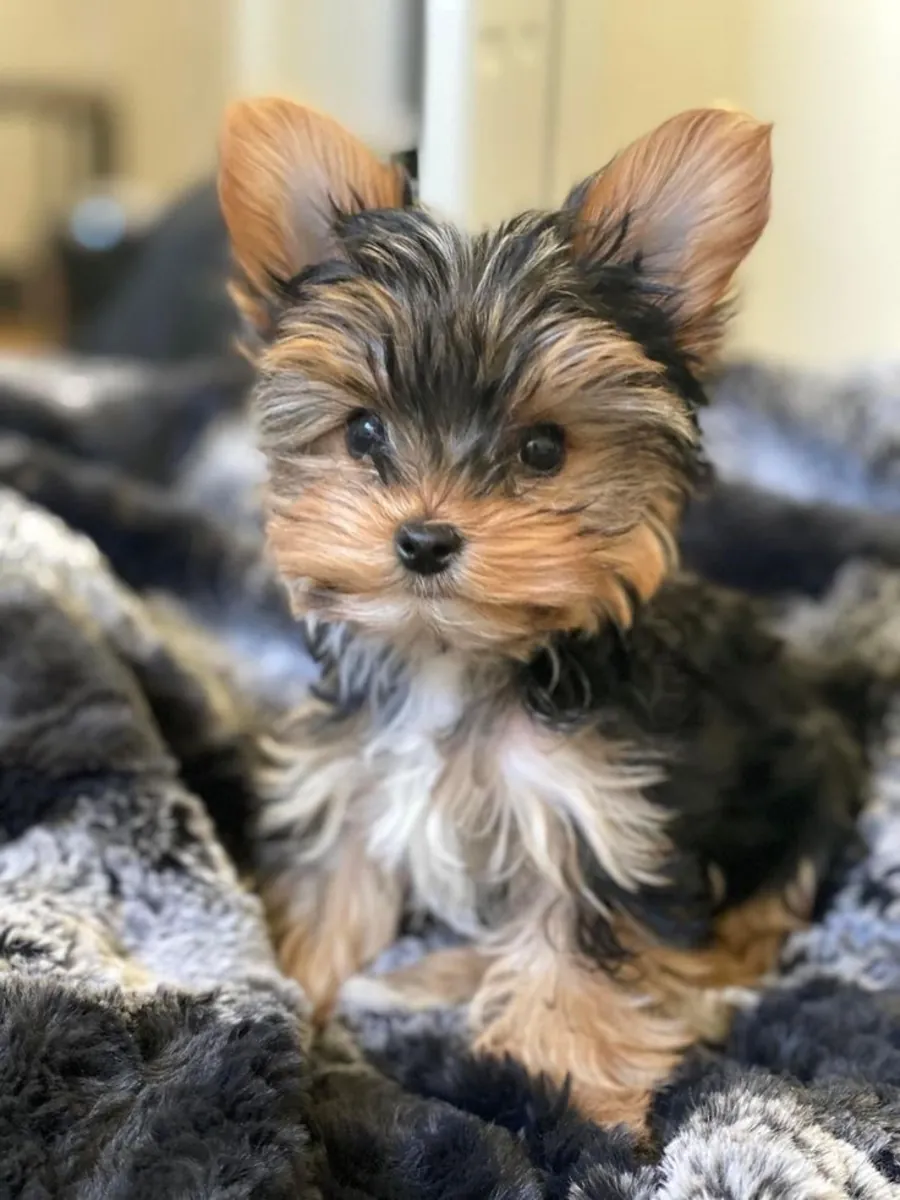 Yorkies puppies 10 weeks old