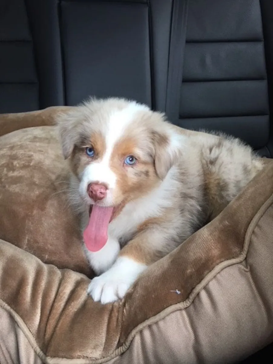 Beaux chiots berger australien à vendre