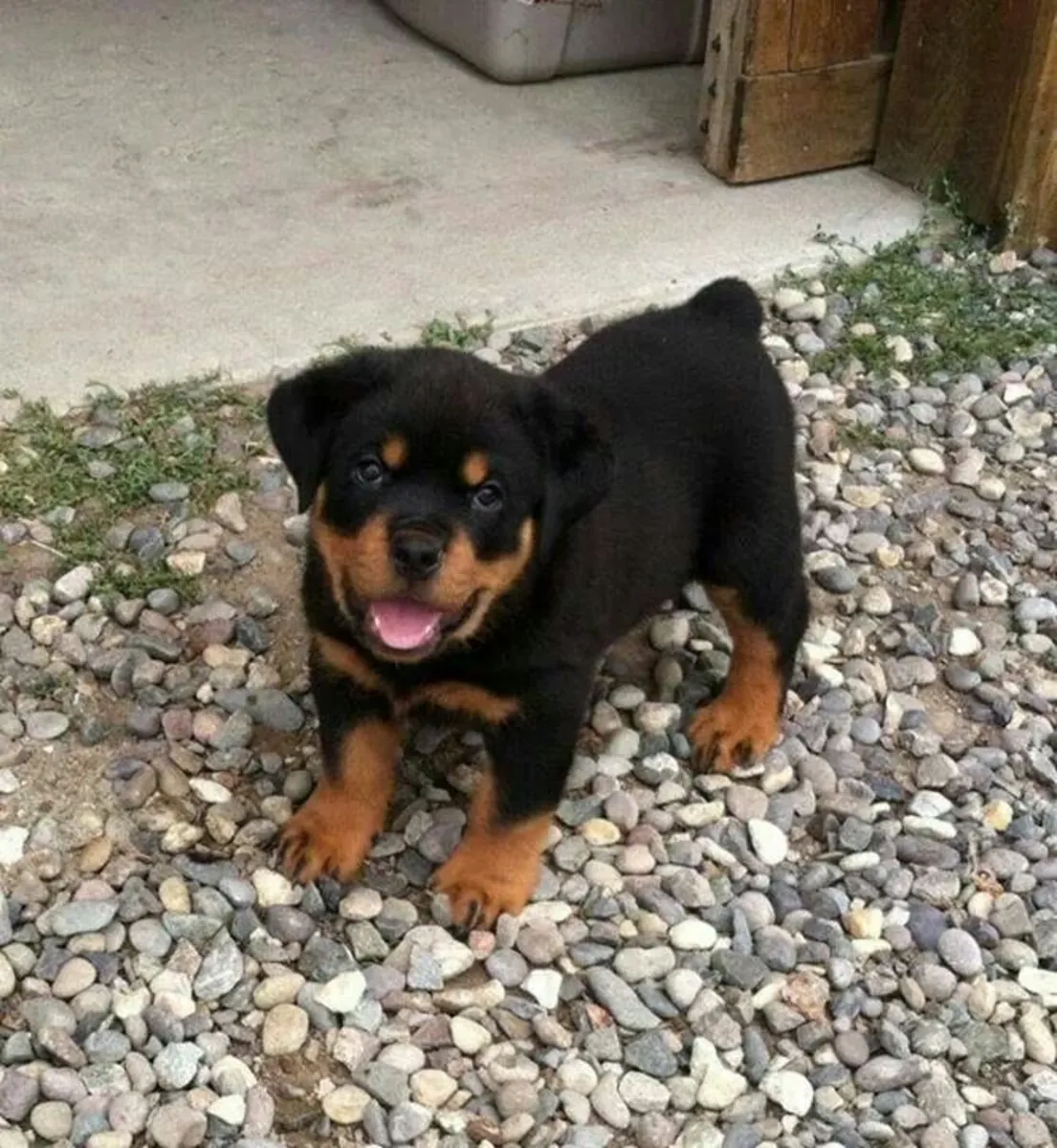 纯种罗威纳幼犬