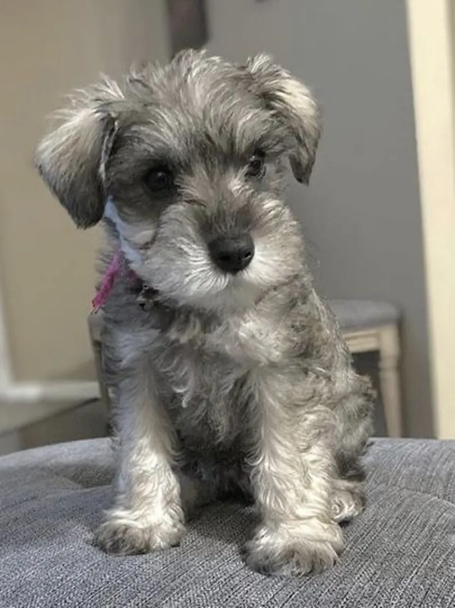 Superbes chiots Miniature Schnauzer de race pure