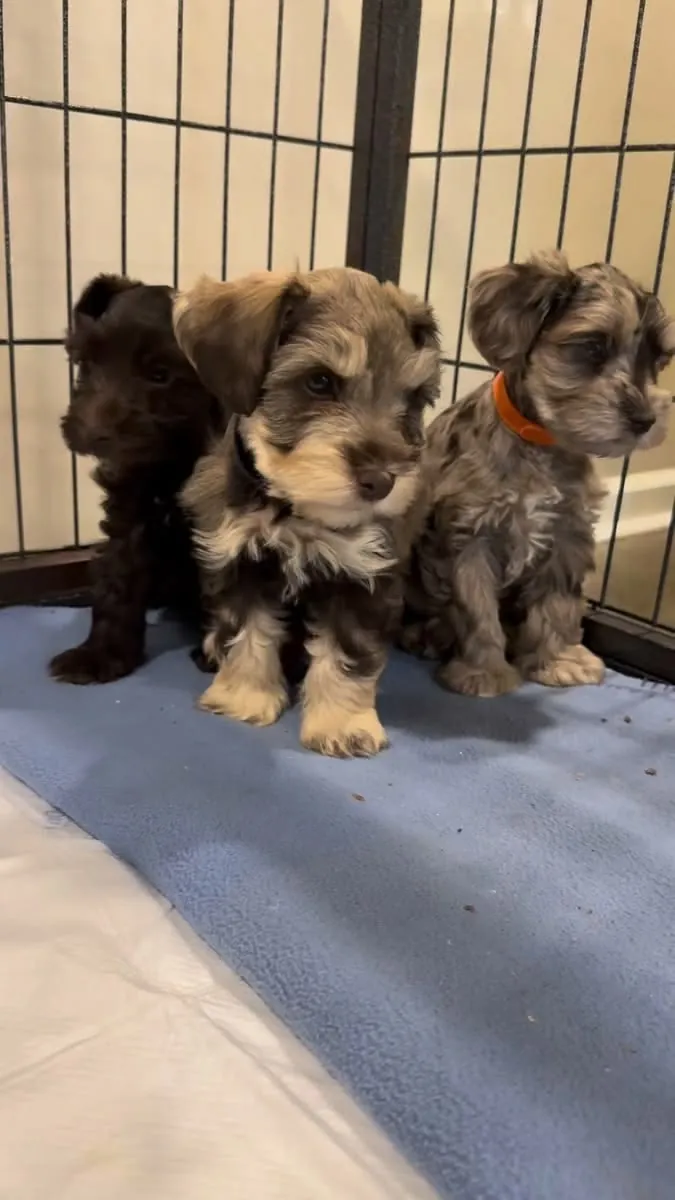 Superbes chiots Miniature Schnauzer de race pure