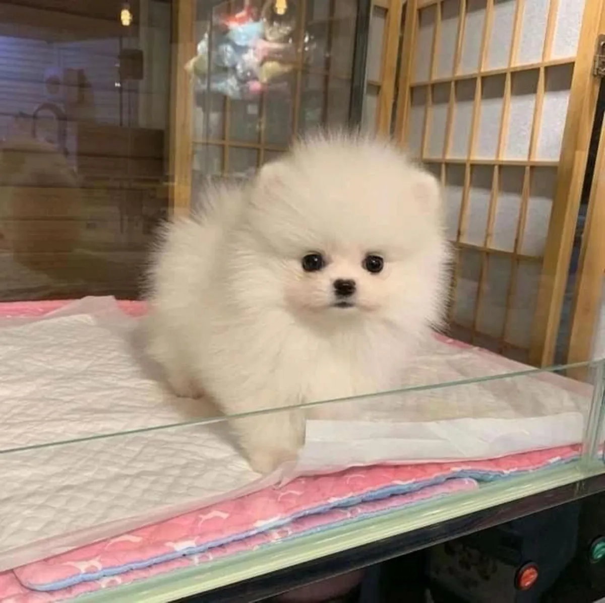 ToyPom puppies