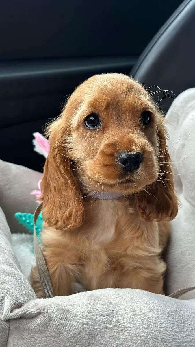 Puppies Cocker Spaniel for sale