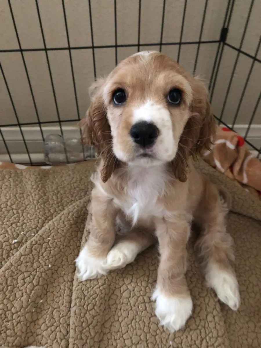 Puppies Cocker Spaniel for sale