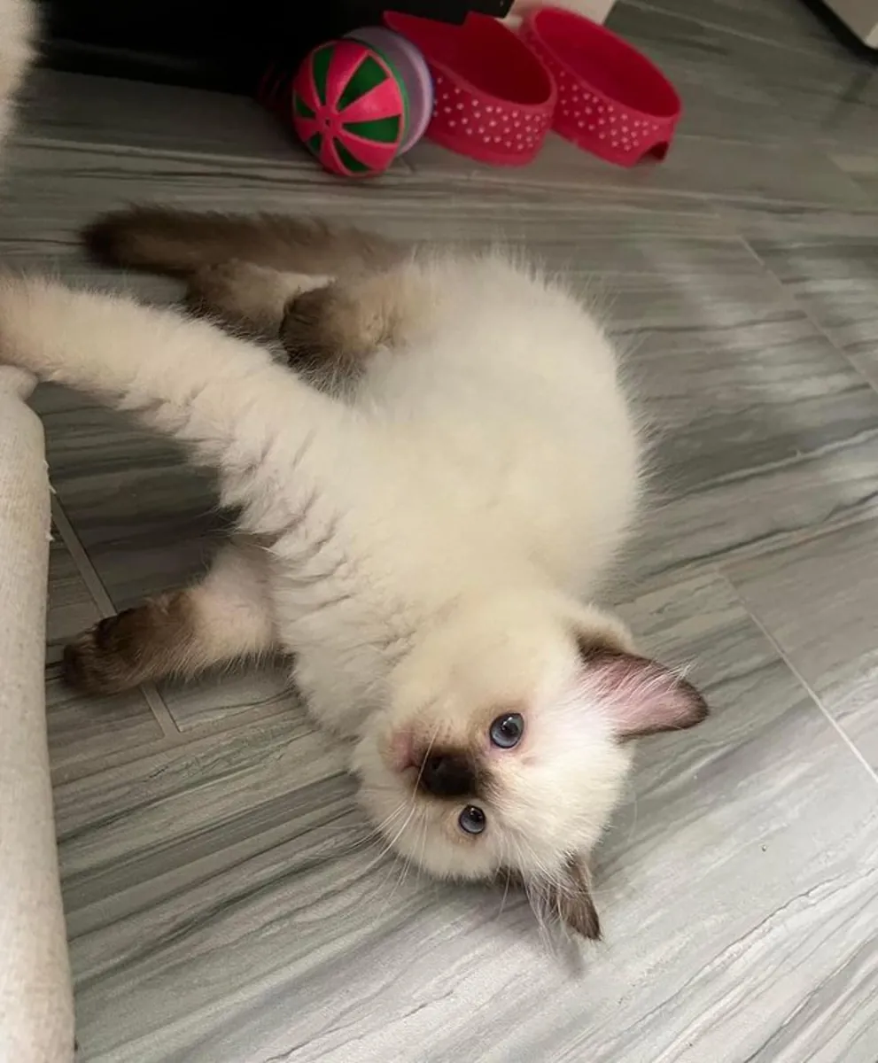 Los gatitos recibirán: