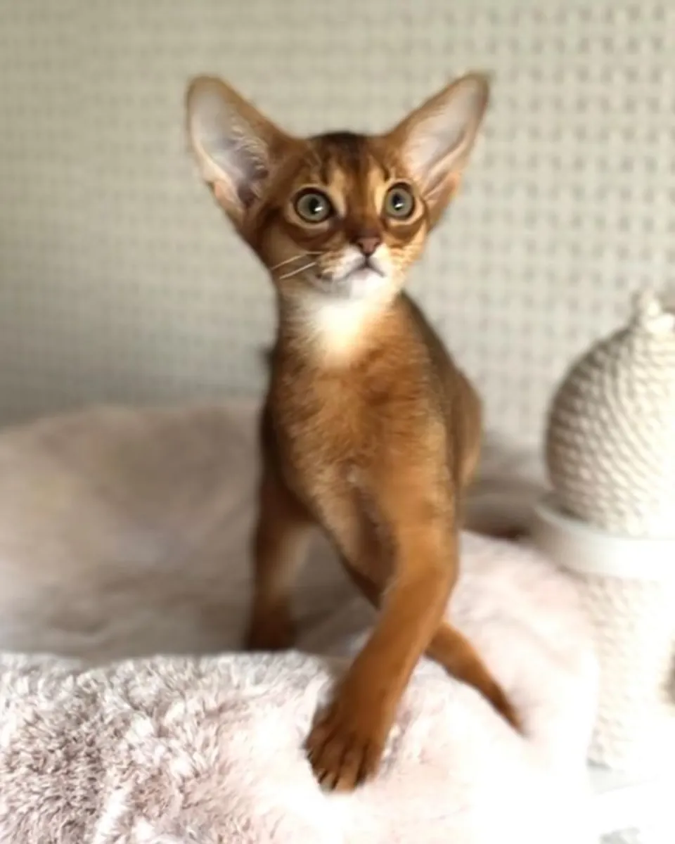 Котята уже очень активные и любопытные