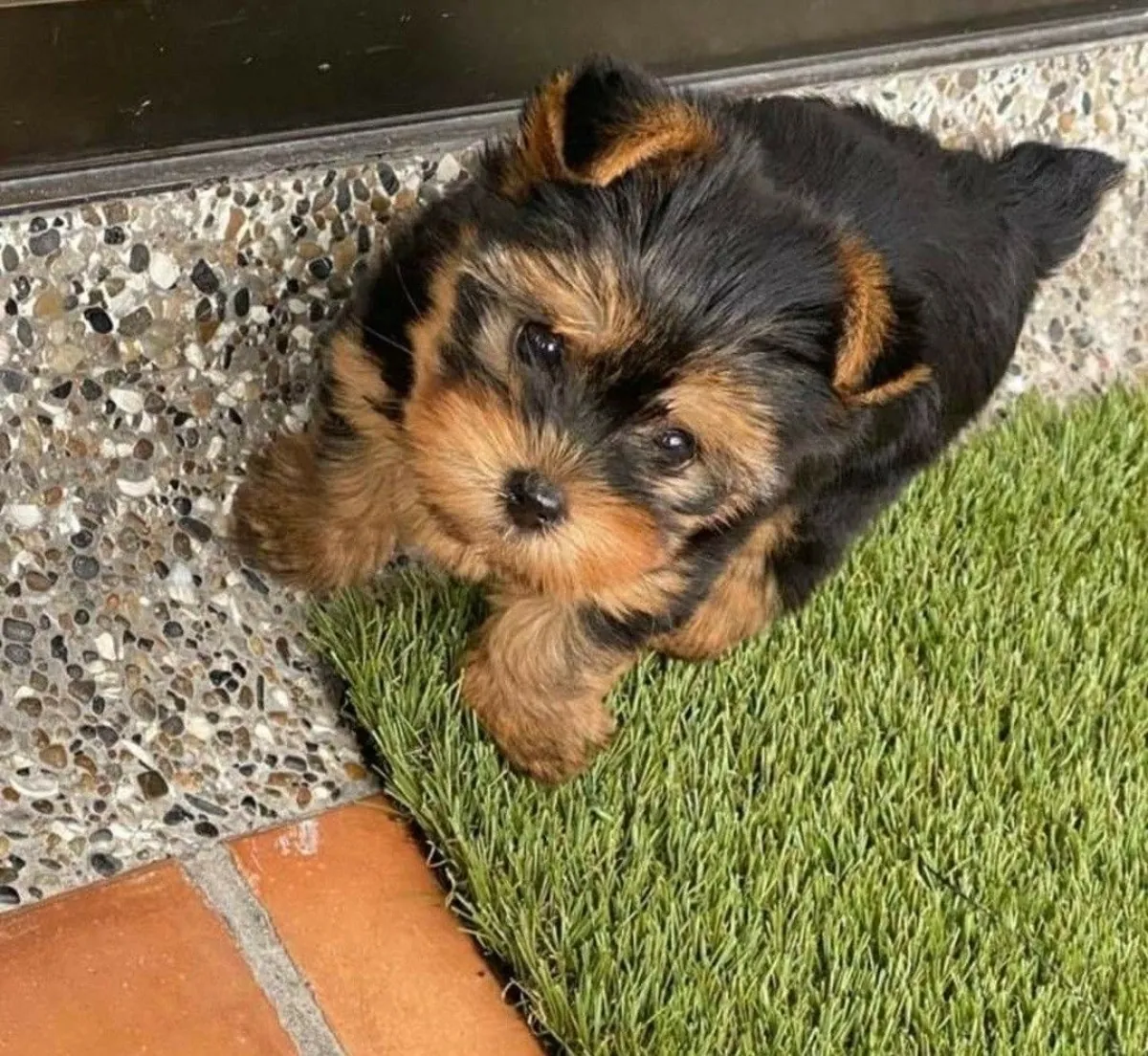 Chiots Yorkie à adopter