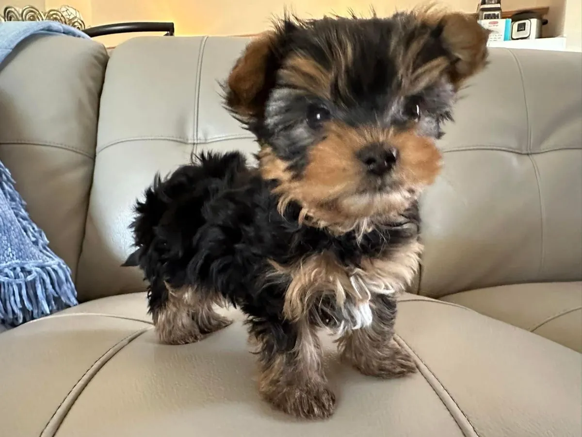 Chiots Yorkie à adopter