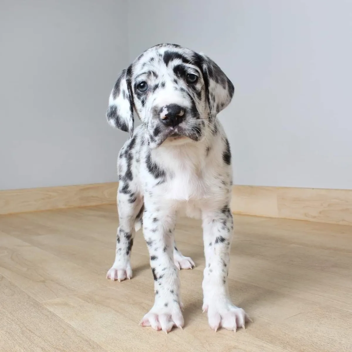 Jolis chiots Dogue Allemand à la recherche de familles aimantes