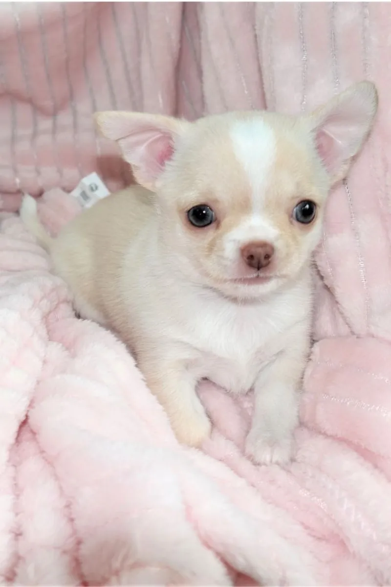 Chiots Chihuahua doux prêts pour des foyers aimants
