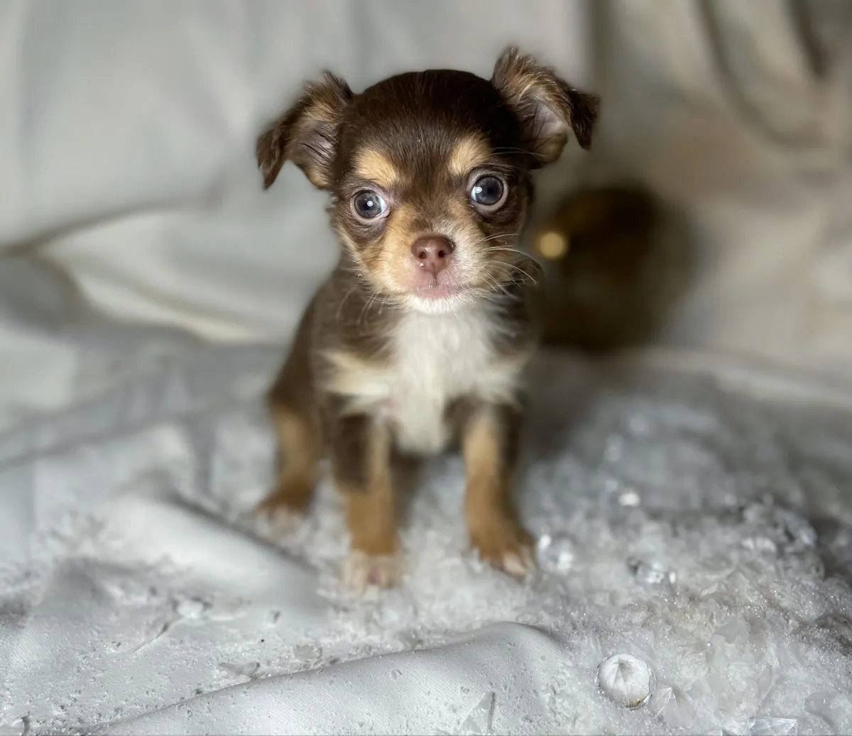 Chiots Chihuahua doux prêts pour des foyers aimants
