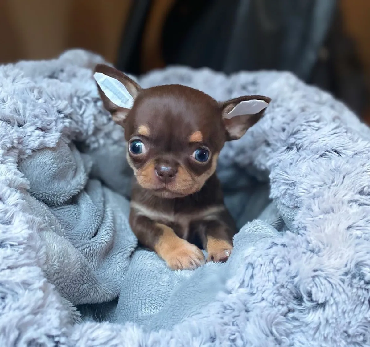 Chiots Chihuahua doux prêts pour des foyers aimants