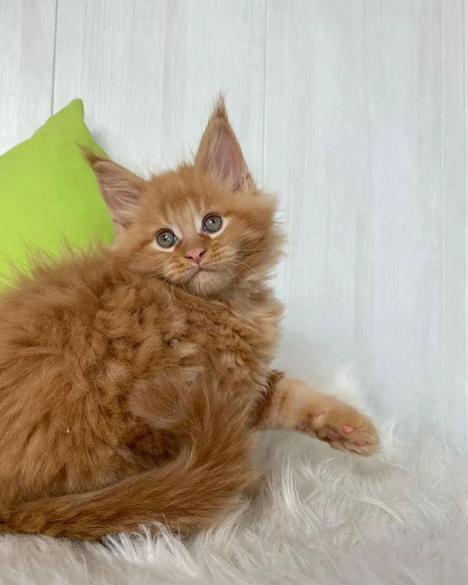 Bonjour, nous avons des chatons Maine Coon