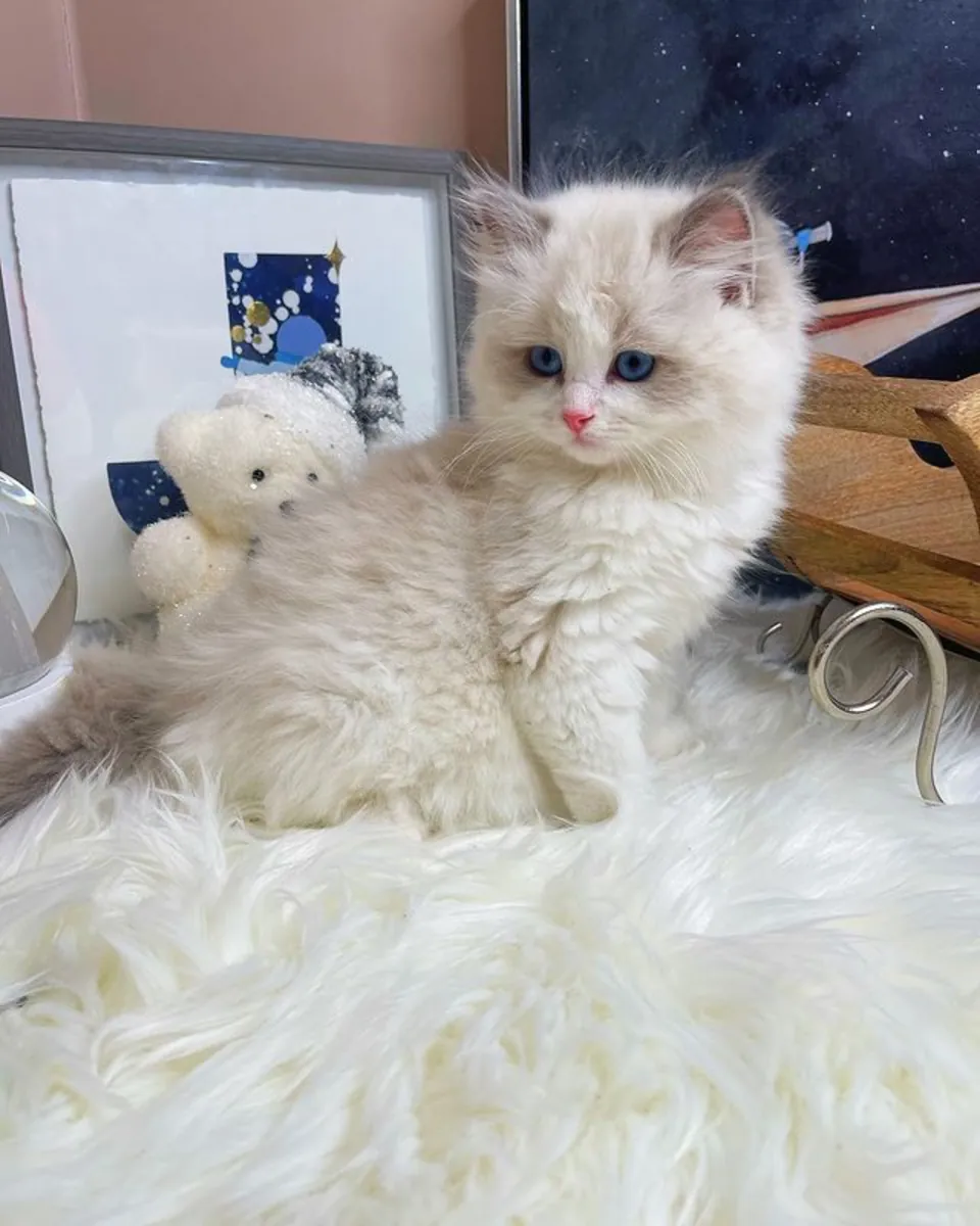 小型布偶猫