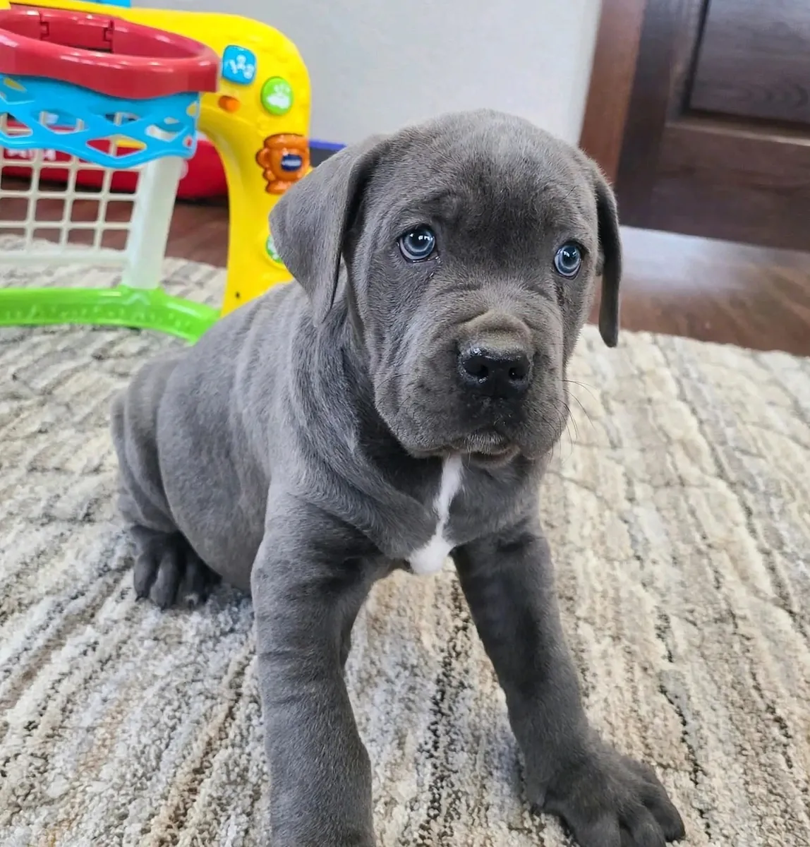 Cute Cane Corso for Rehoming 