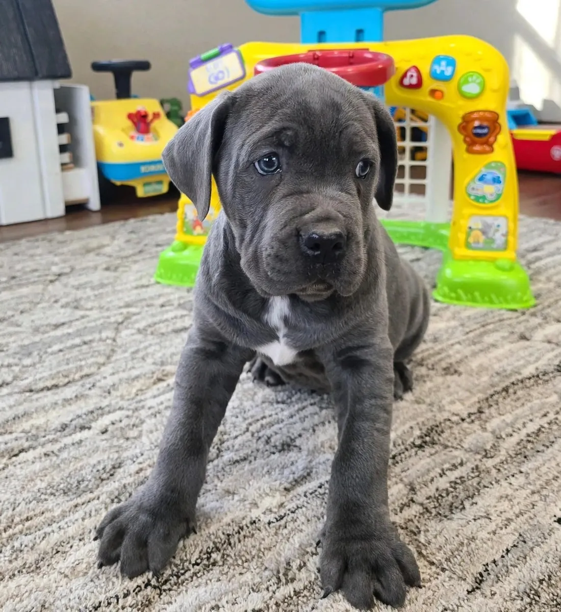 Cute Cane Corso for Rehoming 