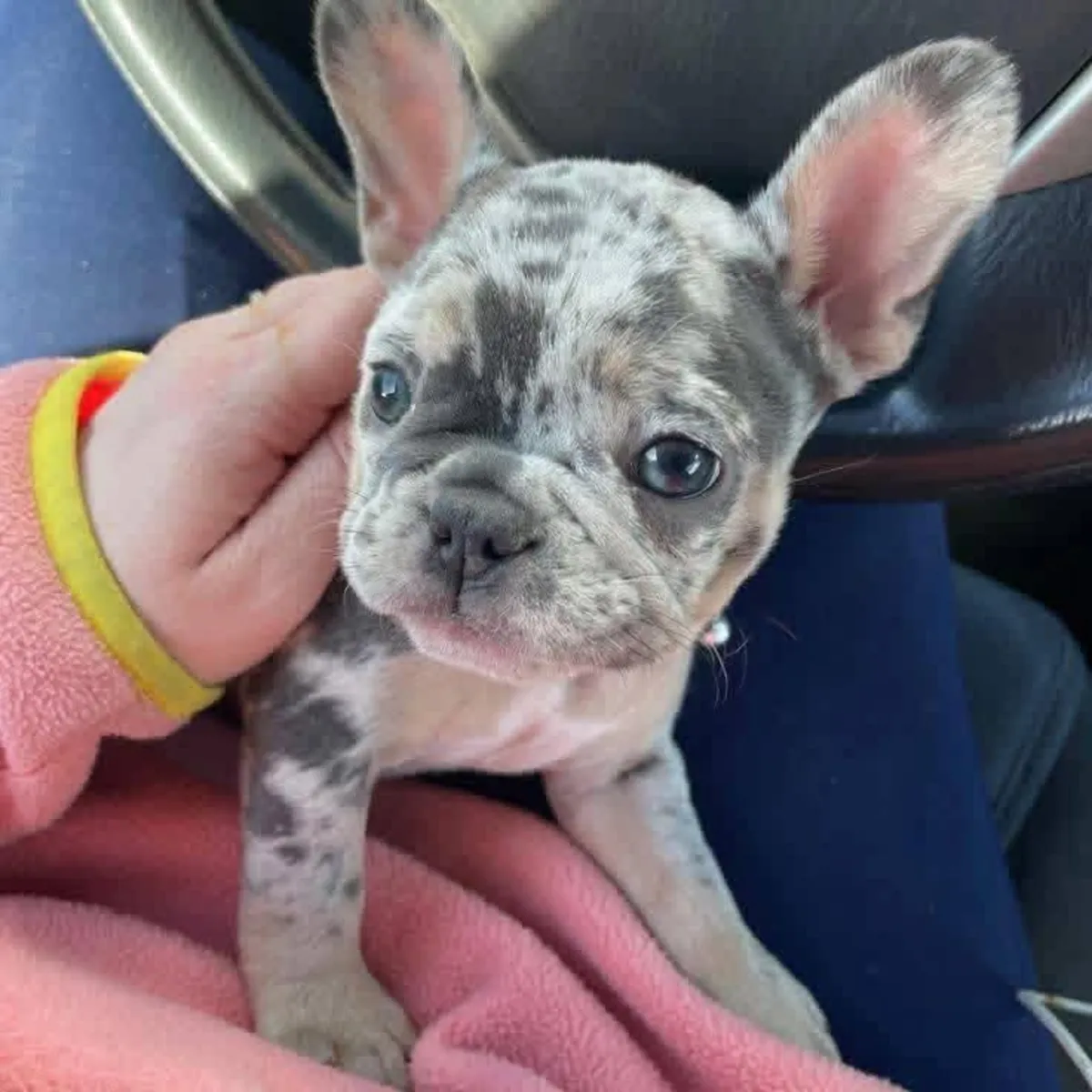 Adorables chiots Bulldog Français mackenziemariem99  @  gmail  .com