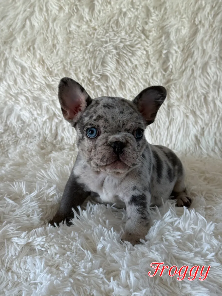 Adorables chiots Bulldog Français mackenziemariem99  @  gmail  .com